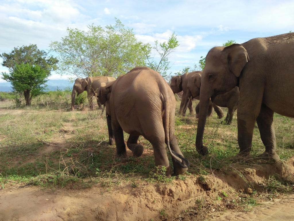 Brookline Safari Resort Udawalawe Bagian luar foto